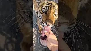 Hungry Tiger Cub Eating Liver | Nouman Hassan |