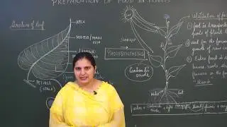 CLASS IV SCIENCE_PREPARATION OF FOOD IN PLANTS.