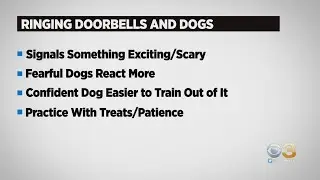 CBS3 Pet Project: Dogs & Doorbells