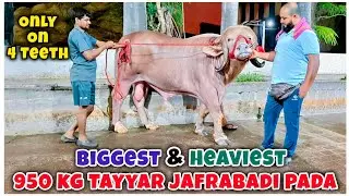 Biggest JAFRABADI PADA Prepared In Mahapoli Bhiwandi 😍🔥