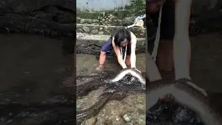 Licin!!! Bukan Belut, Tapi Ikan Sidat, Di Jepang Terkenal Dibuat Makanan Unagi - Ambon, Maluku