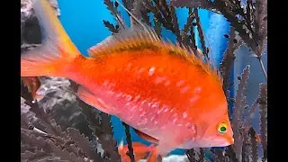 サクラダイ　Cherry bass,Cherry Anthias　　Sacura margaritacea