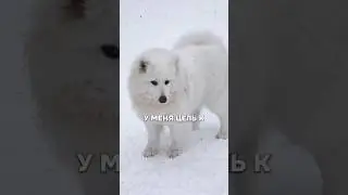 чуть-чуть осталось 🫠 #cat #dog #pets #live #life #жизнь #rils #love #юмор #прикол #humor #funny