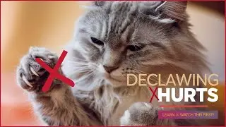 Why You Shouldn&rsquo;t Declaw a Cat: The Truth Revealed #CatHealth #Declawing #PetCare