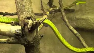 Gifttierhaus e.V. Eimsheim -  Jameson Mamba ( Dendroaspis jamesoni jamesoni ) 2