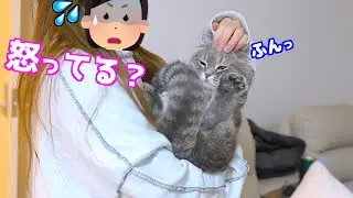 Мой кот был одержим мной… а теперь вдруг холоден. Почему!? (Русские субтитры)