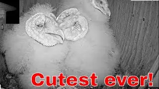 🦉💞 Adorable Animal Moments | Barn Owl Nestlings Cuddle and &ldquo;Kiss&rdquo; on Camera