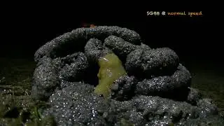 Acorn Worm casting, Semakau Aug 2014