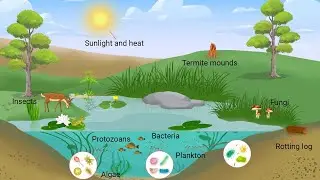 Ecosystems at a Crossroads - Human Impact and the Path to Recovery (3 Minutes)