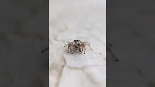Have you ever seen this spider hunting? #spider #hunt #wild #beast #trend #shorts #insta #viral