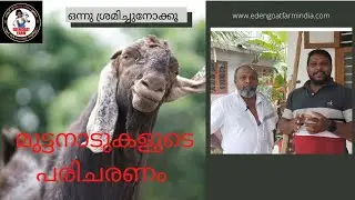 മുട്ടനാടുകളുടെ പരിചരണം   ഇത് ഒന്നു ശ്രമിച്ചുനോക്കൂ