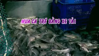 🚚CẬN CẢNH XE TẢI MUA CÁ TRÊ TẠI XÃ VĨNH THẠNH - CẦN THƠ NHÌN PHÁT MÊ