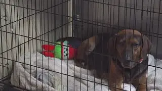 'Save This Life' microchip company closes suddenly, leaving numerous pets with unregistered chips