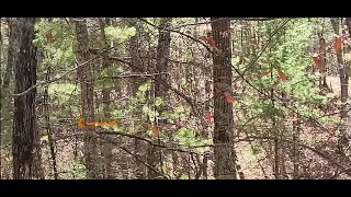 Pre Rut Hunt (Special appearance by Junior!) #hunting #wildlife #deer