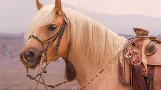 5yr old Haflinger/Welsh Pony cross