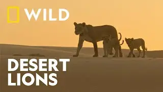 Namibia's Desert Lions | The Real Lion King | National Geographic WILD UK