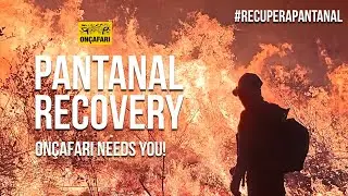 Fires in the Pantanal: On&ccedil;afari Needs You!