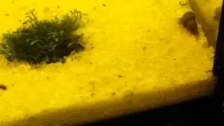 H&uuml;pferlinge aquarium