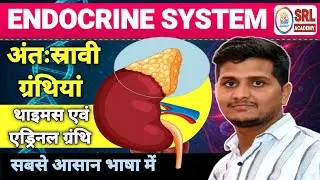 Endocrine System | Thymus And Adrenal Gland Explained | Fear Fight Flight hormone | Lab Assistant