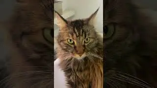 Это Анфиса! Они гении #cat #котофейка #видосыоткота #веселыекоты #котики #прикольныекоты #мейнкун #к