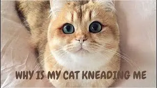 Why Is My Cat Kneading Me