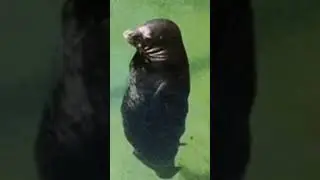 guys say hi to my pet seal gerald #cute #seal #cutealert