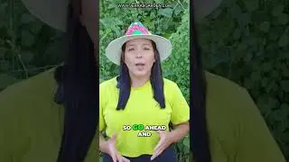 Выращивайте идеальные сорта капусты: температура &mdash; ключ к успеху!