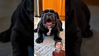 Dog vs Dog: Fight of the Century (Not Really) 😂