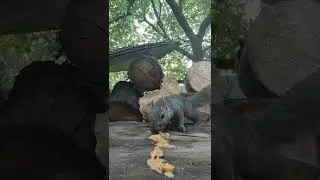 Nervous squirrel
