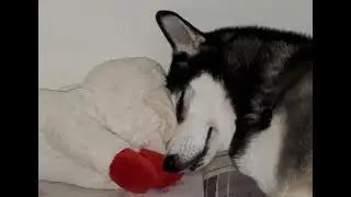 Husky-Roo and Mama Too! Giant Lambchop Origin Story! #huskylovers #husky #princess