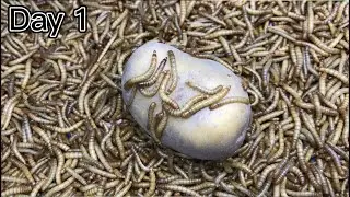 Mealworms vs a potato time lapse. In just 4days, The thing disappeared.