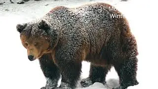 Winter Curation 2024 | Stock Video | MotionElements