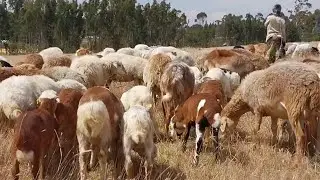 አዋጭ የቢዝነስ ወሬ ልንገራቹህ | በግ ማርባት እጅግ አዋጭ ነው! | #sheep #goat #sheepgoatfarm