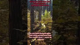 Escape the Daily Grind, Stresses, Pressures: Find Calm in the Forest #shorts #nature #naturelovers