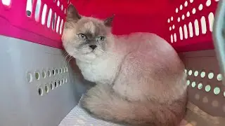 Хозяйка сказала, что она робкая кошка, так ли это?