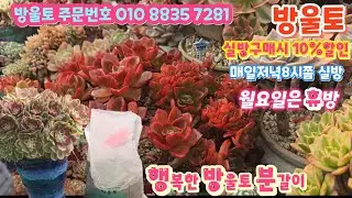 이름모르는 에어니옴 방울토분갈이 햇빛본쪽만 이쁘네요