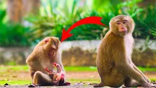 Cute Monkey Saro Can&rsquo;t St.o.p Staring at Mom & Baby Sister! 🥰