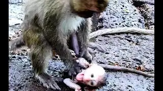 Wow,Very painful for Baby Brutus Jr , Why DeeDee ride & strangle on Baby Brutus Jr supper seriously?