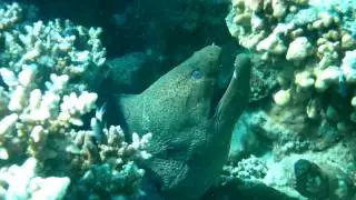 Giant Muray