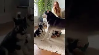 Family Fights 🐺 Even Huskies Have Sibling Drama #HuskyLife #FamilyFights #SiblingDrama #FunnyDogs