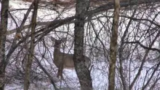 Michigan Snowmobile Report Jan 12, 2013
