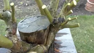 Bonsai Praktiken Entstehung eines Bonsai Experiment Teil 2 Update 7.2013