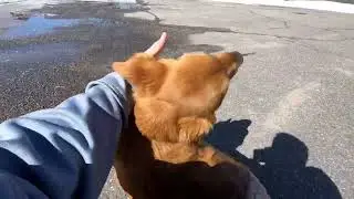 Training my golden retriever for grouse hunting
