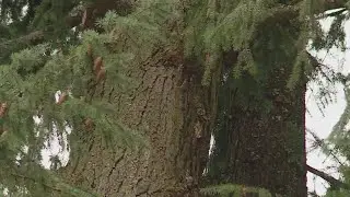 Arctic blast downs more than 350 trees, large branches in Portland