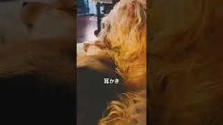 我輩は犬である。名前はヨシ #dogs #dog #犬 #shibainu #terriermix #corgi #柴犬 #耳かき