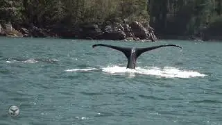 Stunning Close encounter Humpback Whales with Tail Flukes  2023
