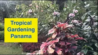 🌺 Tropical Gardening in El Valle de Anton: No Snow in Panama!