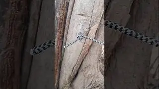 Amazing rope knot tricks/#knots #nail