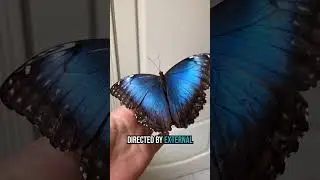 OMG! Scientists Control Flies Like ROBOTS! 😱 Future Tech?