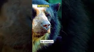 The fascinating life of the panda bear 🐼